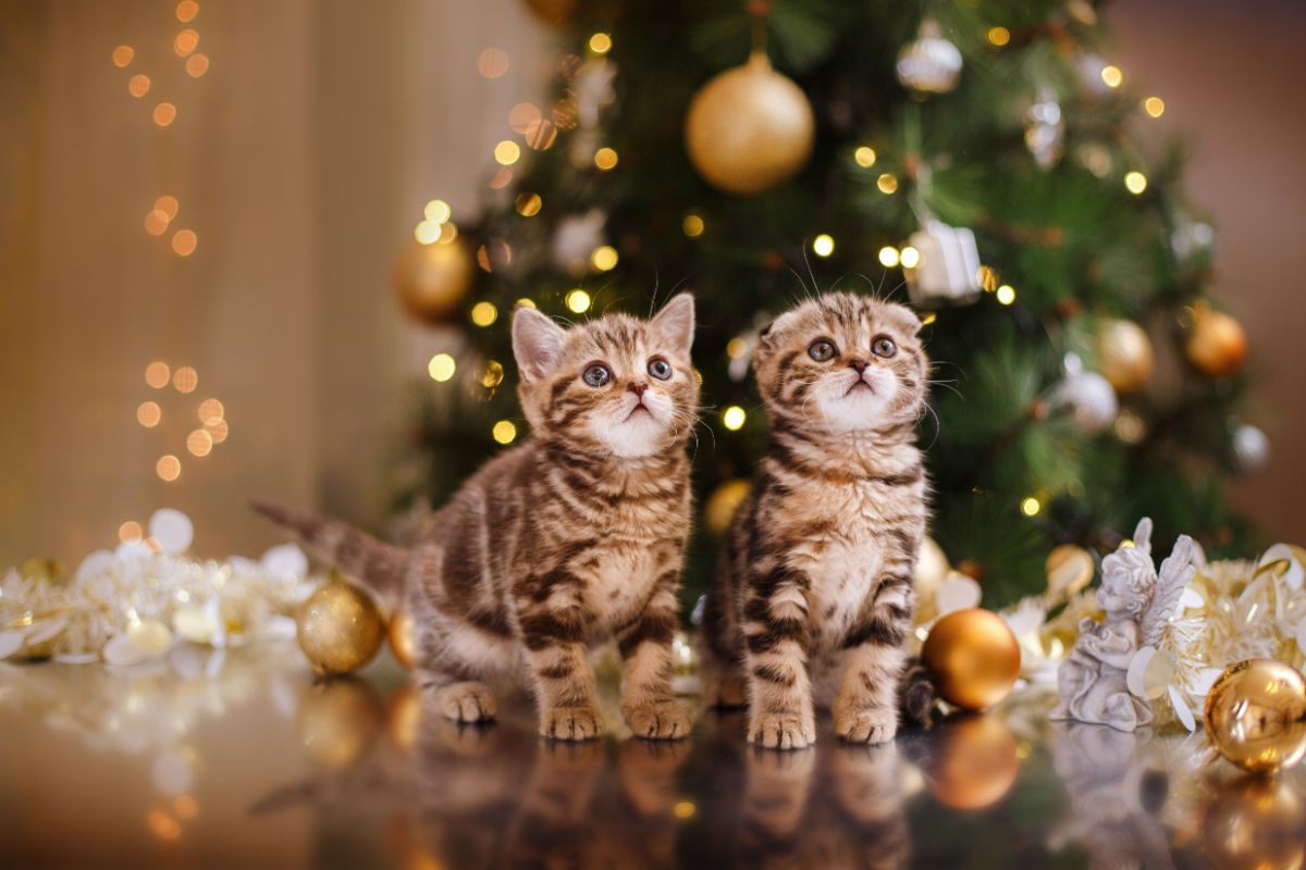 Новогодние котики