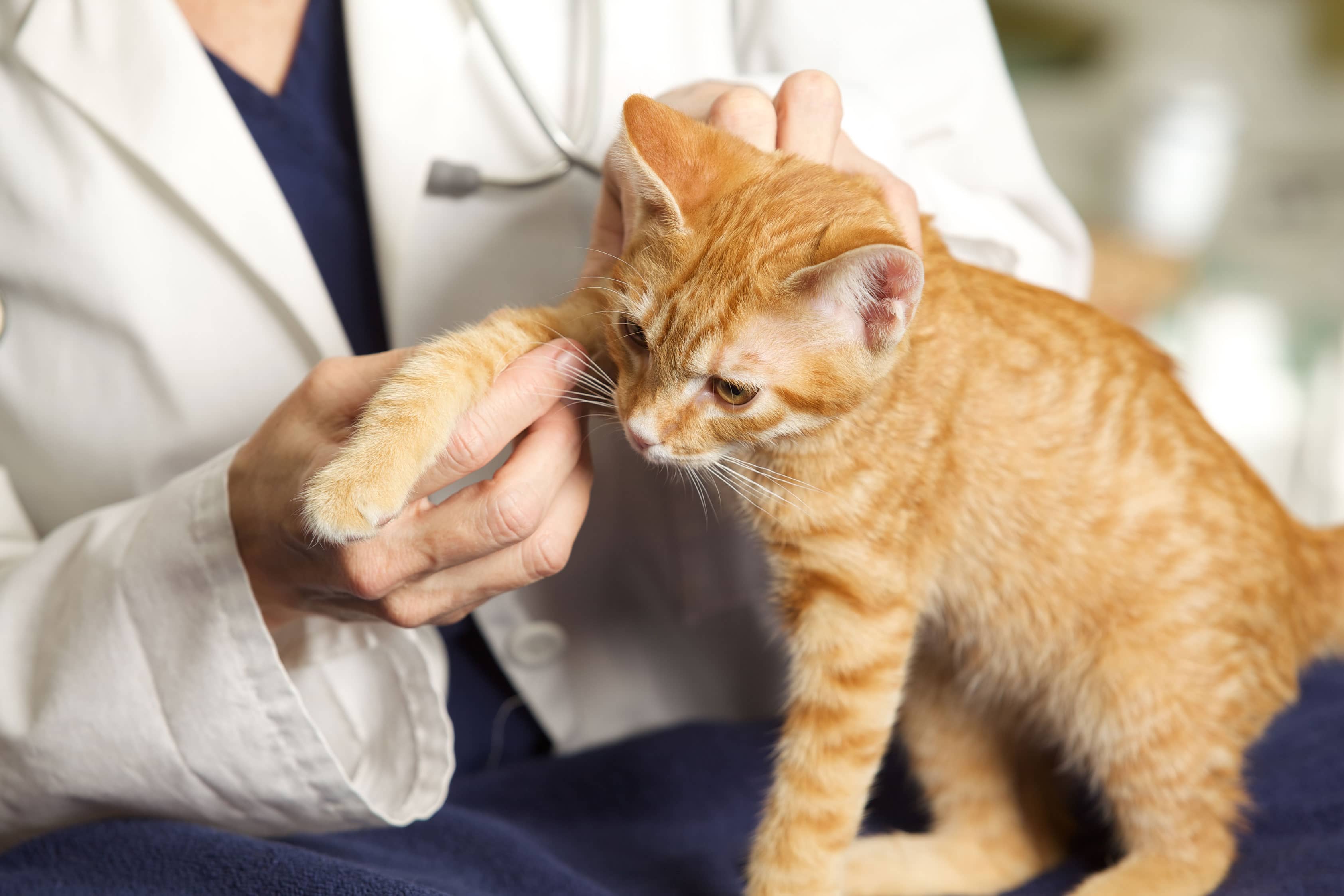 Vet To Pets Mobile Veterinary Services - Veterinarian In Savannah