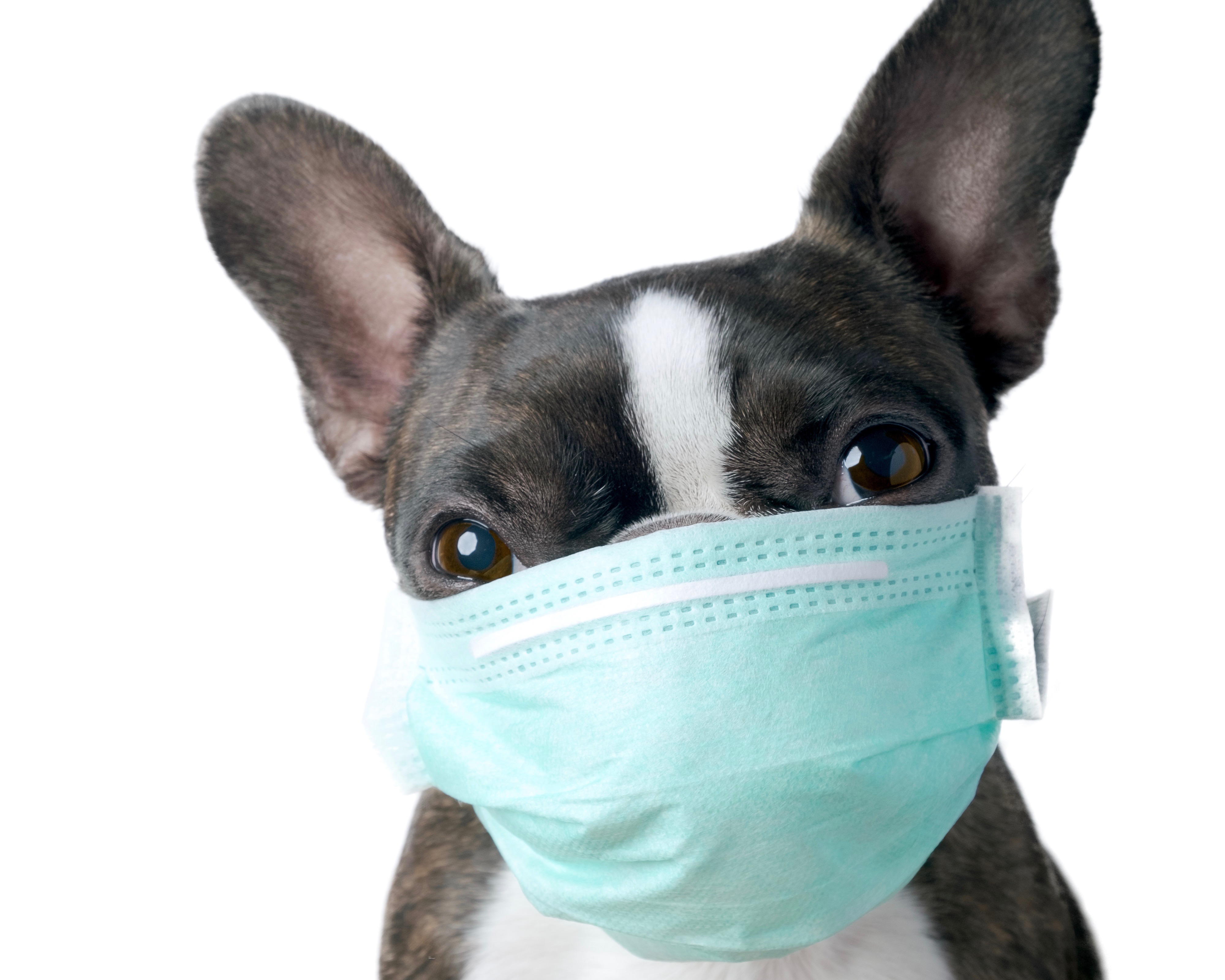 What You Should Know About COVID19 as a Pet Owner Arbor View Animal