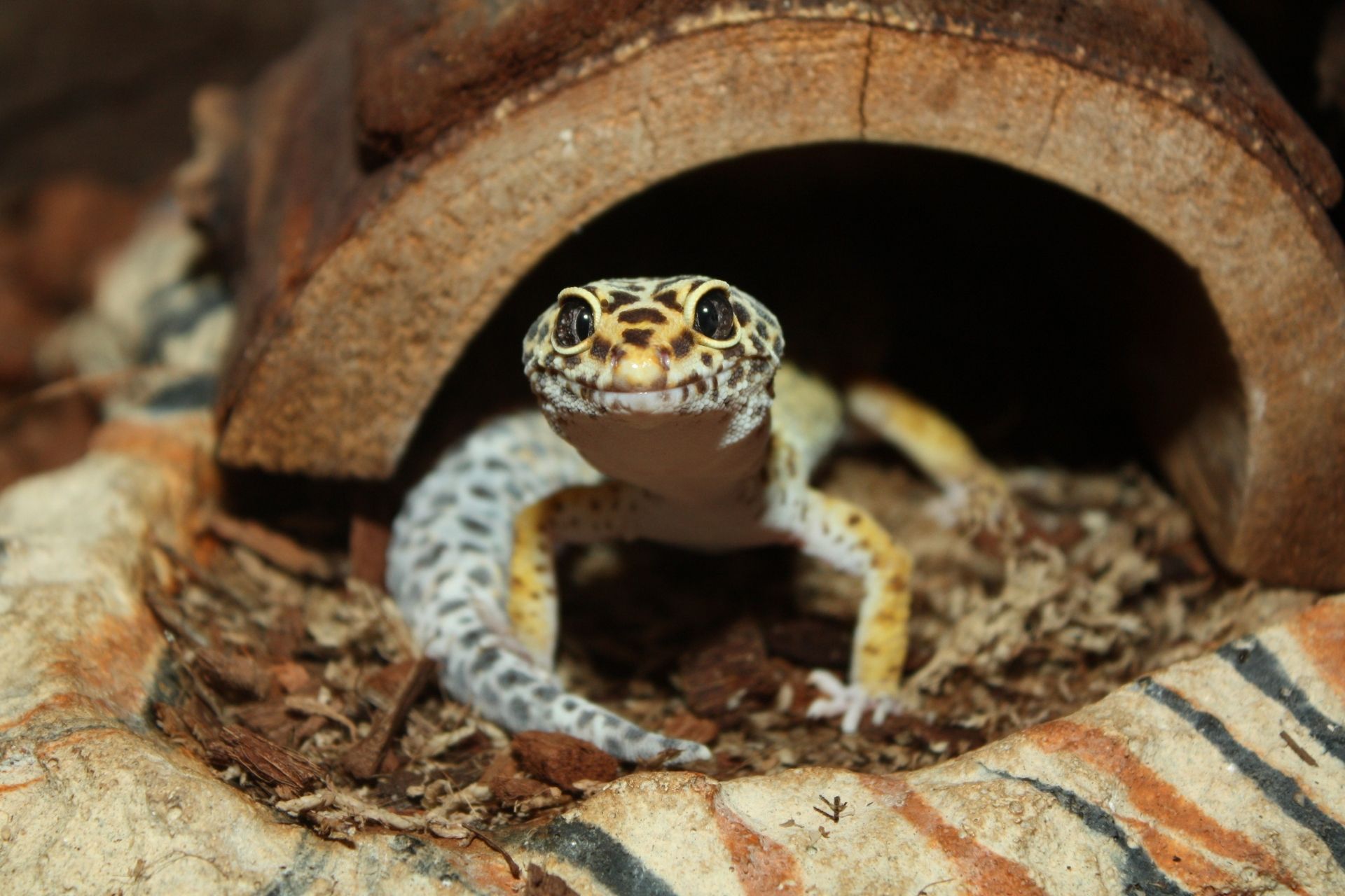 Leopard Gecko – Arbor View Animal Hospital
