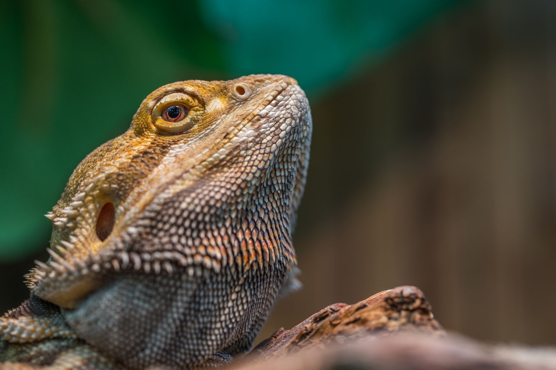 Bearded Dragon - Wildlife Images Rehabilitation and Education Center