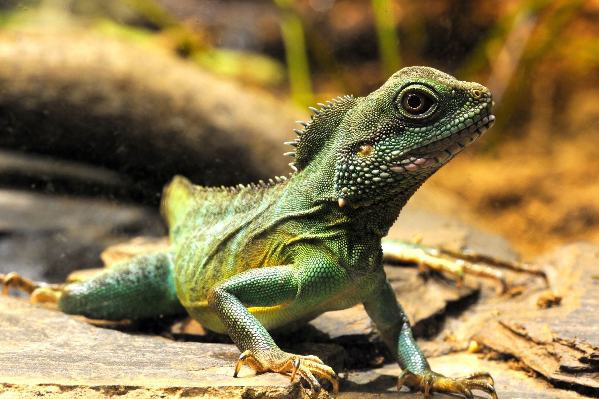 chinese-water-dragon-care-information-arbor-view-animal-hospital