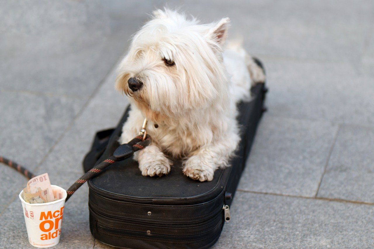 Pet Health Insurance Does My Pet Need It? Arbor View