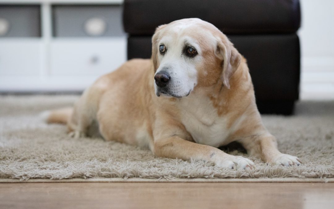 Caring for Your Senior Pet!