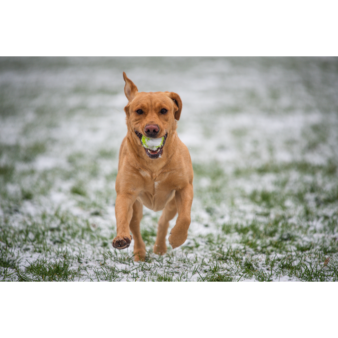 Safety Tips For Walking Your Dog In The Winter Arbor View Animal Hospital