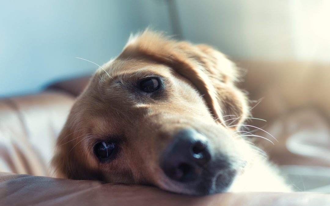 Common Pet Toxins You Should Be Aware Of