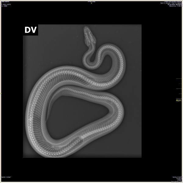dvm 10