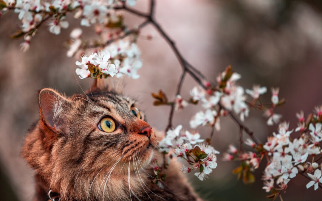Brown long-haired cat by a cherry blossom tree