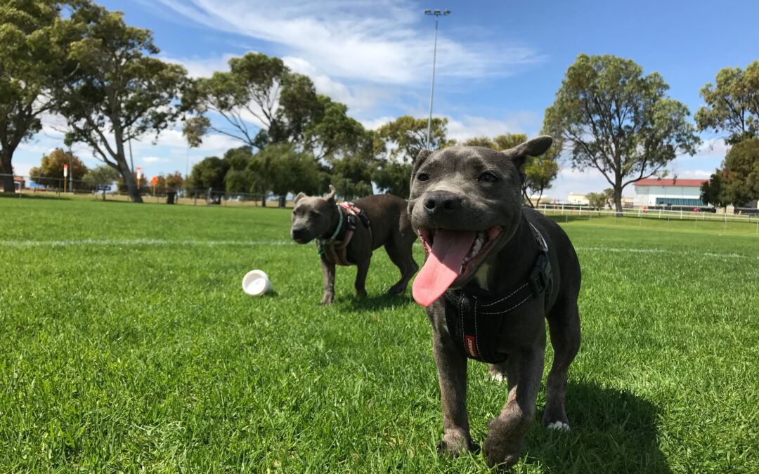 Ensuring Dog Park Safety: Essential Tips for a Secure Experience