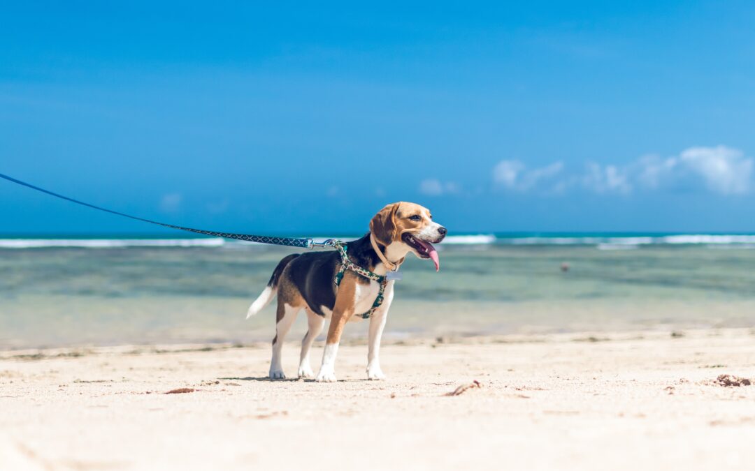 5 Steps to Keep Your Pet Safe and Cool This Summer