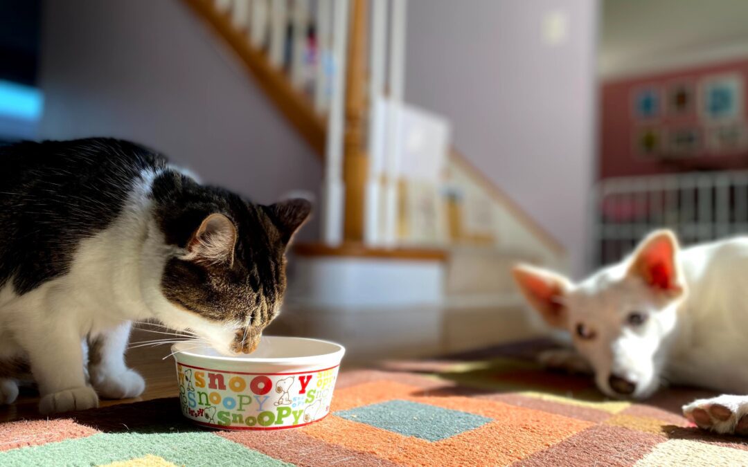 Cat drinking water out of a bowl while a dog lays down in the background in a home