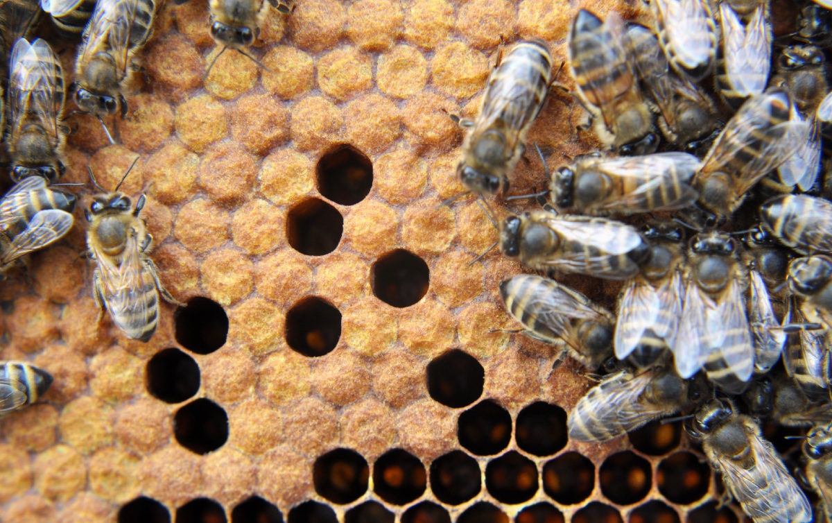 Bee Capping Comb Bee Capping Comb