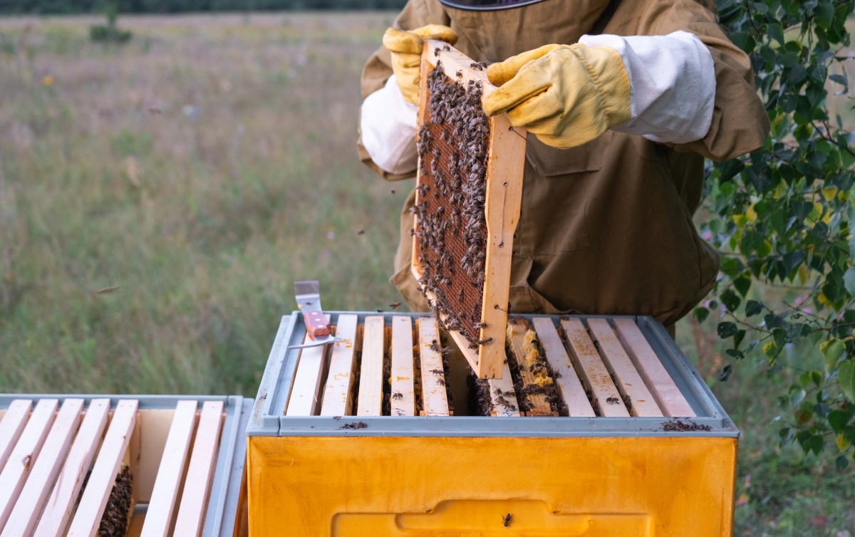 Bee Frame Inspection Bee Frame Inspection