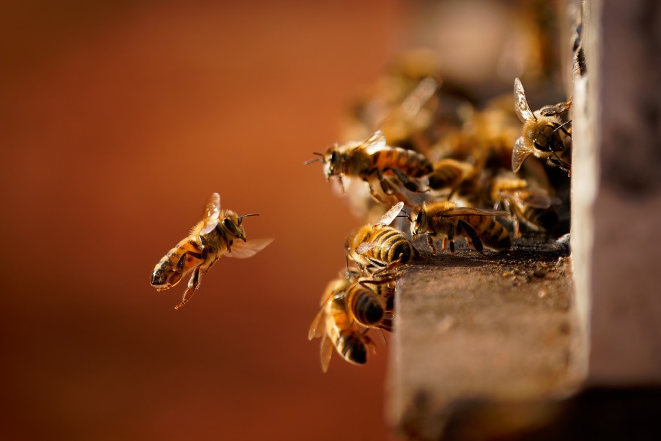 Bee On Landing Board