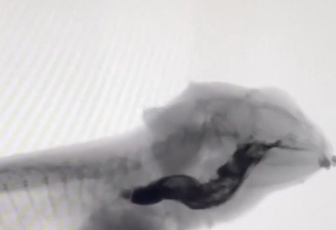 Advanced CT Scans for Pets (Even the Exotic Ones!) in Valparaiso