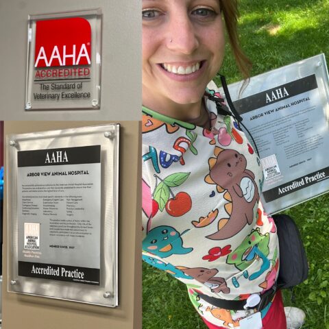 What AAHA Means to Me – And to You as a Pet Owner | Arbor View Animal ...