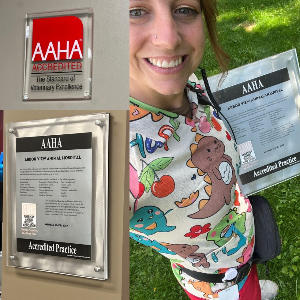 What AAHA Means to Me – And to You as a Pet Owner | Arbor View Animal ...