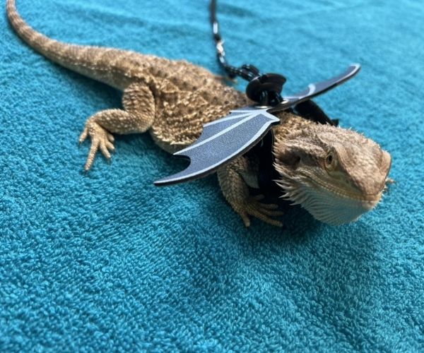 A bearded dragon on a blue towel