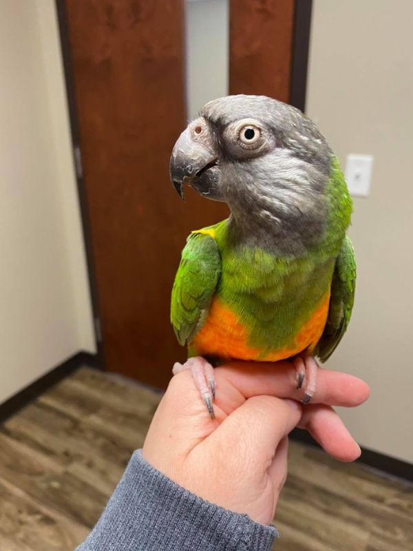 A bird sitting on a person's hand