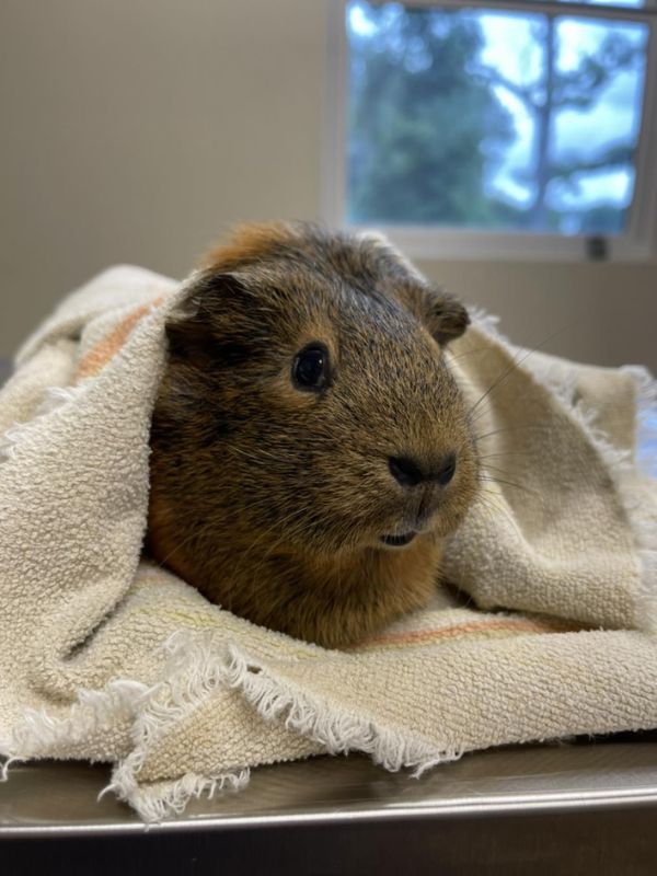 guinea pig wrapped in a towel