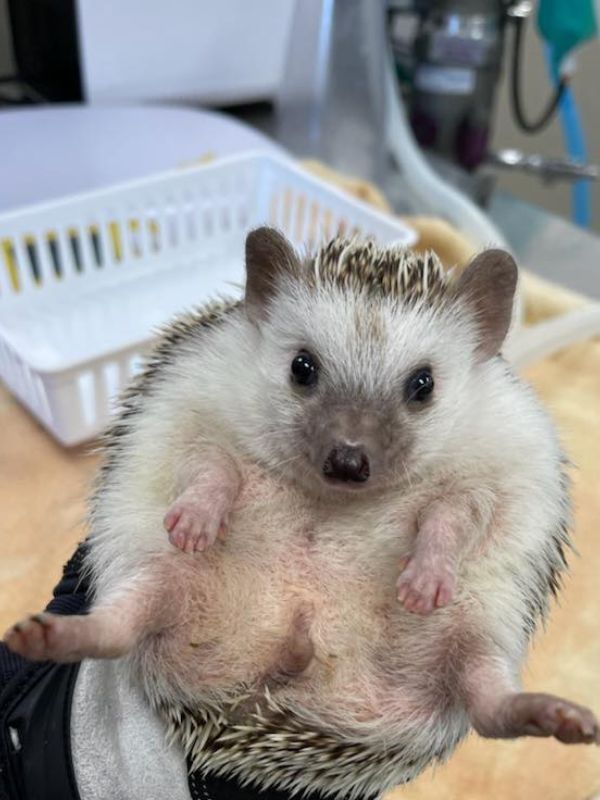 A hedgehog during a veterinary visit