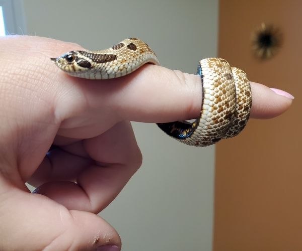 hognose snake exam