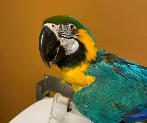 A macaw on scale