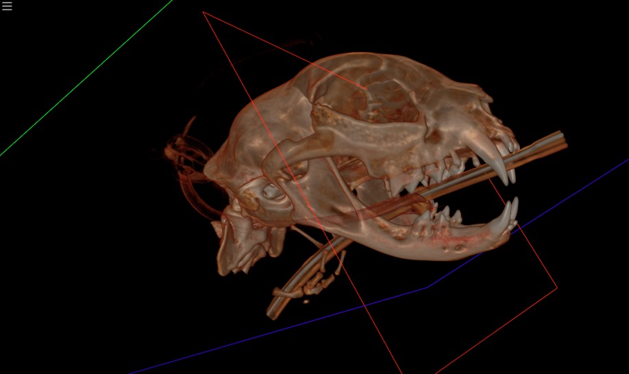 CT scan of cat skull showing teeth and jaw bone structure