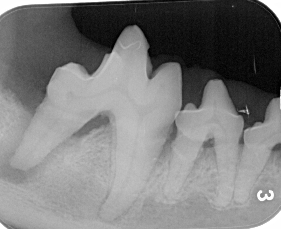 dental radiograph showing abscessed tooth root in a dog