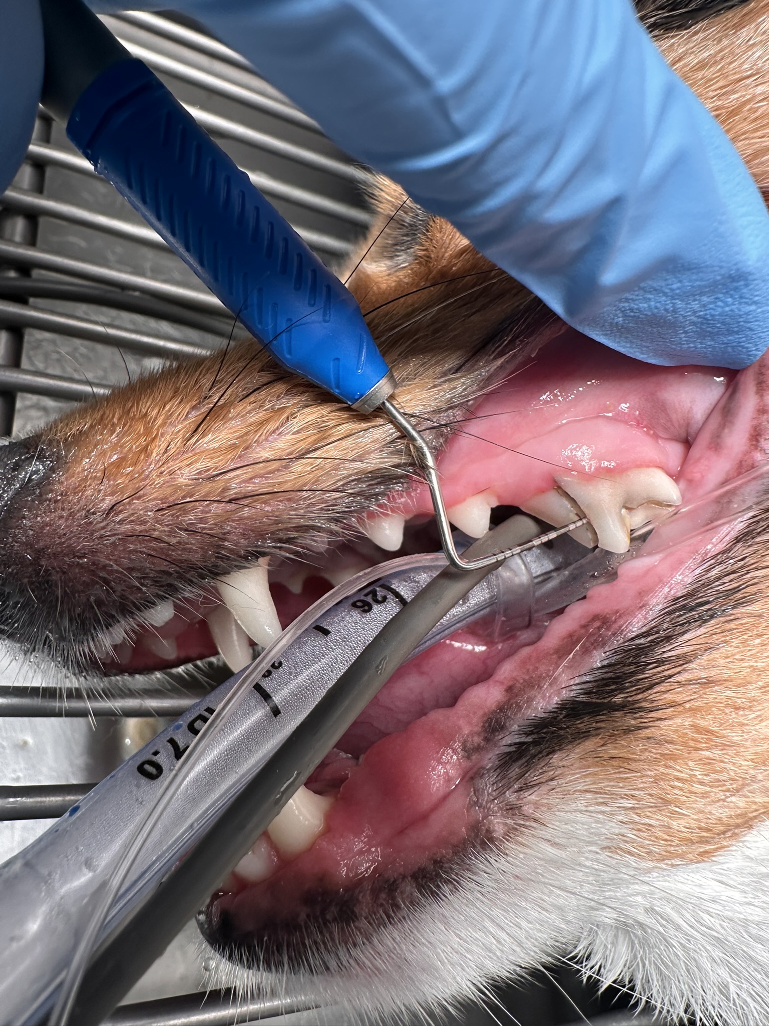 dog fourth premolar slab fracture veterinary dentistry