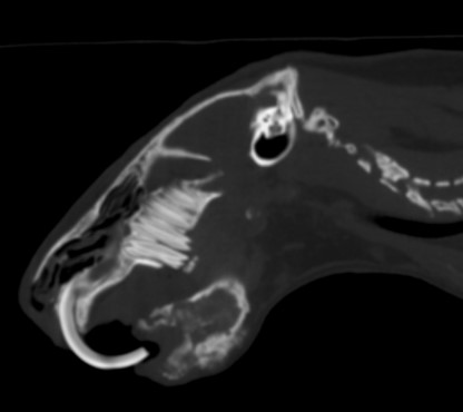 CT scan showing severe osteomyelitis of the jaw in a guinea pig