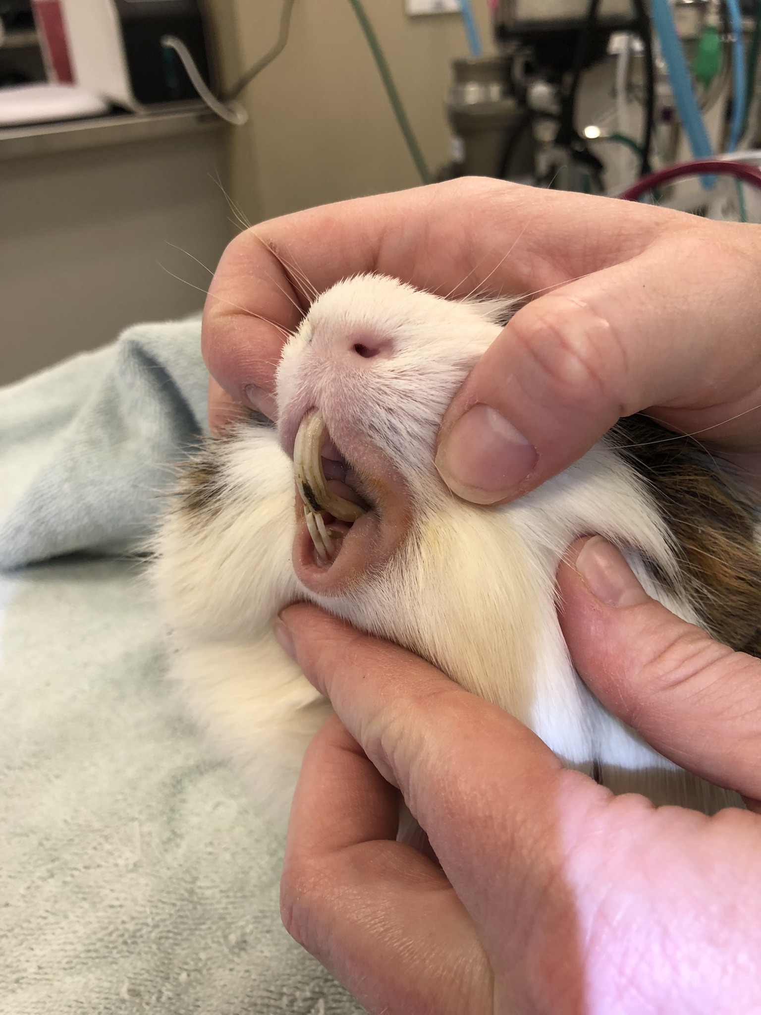 guinea pig with overgrown incisors caused by dental disease