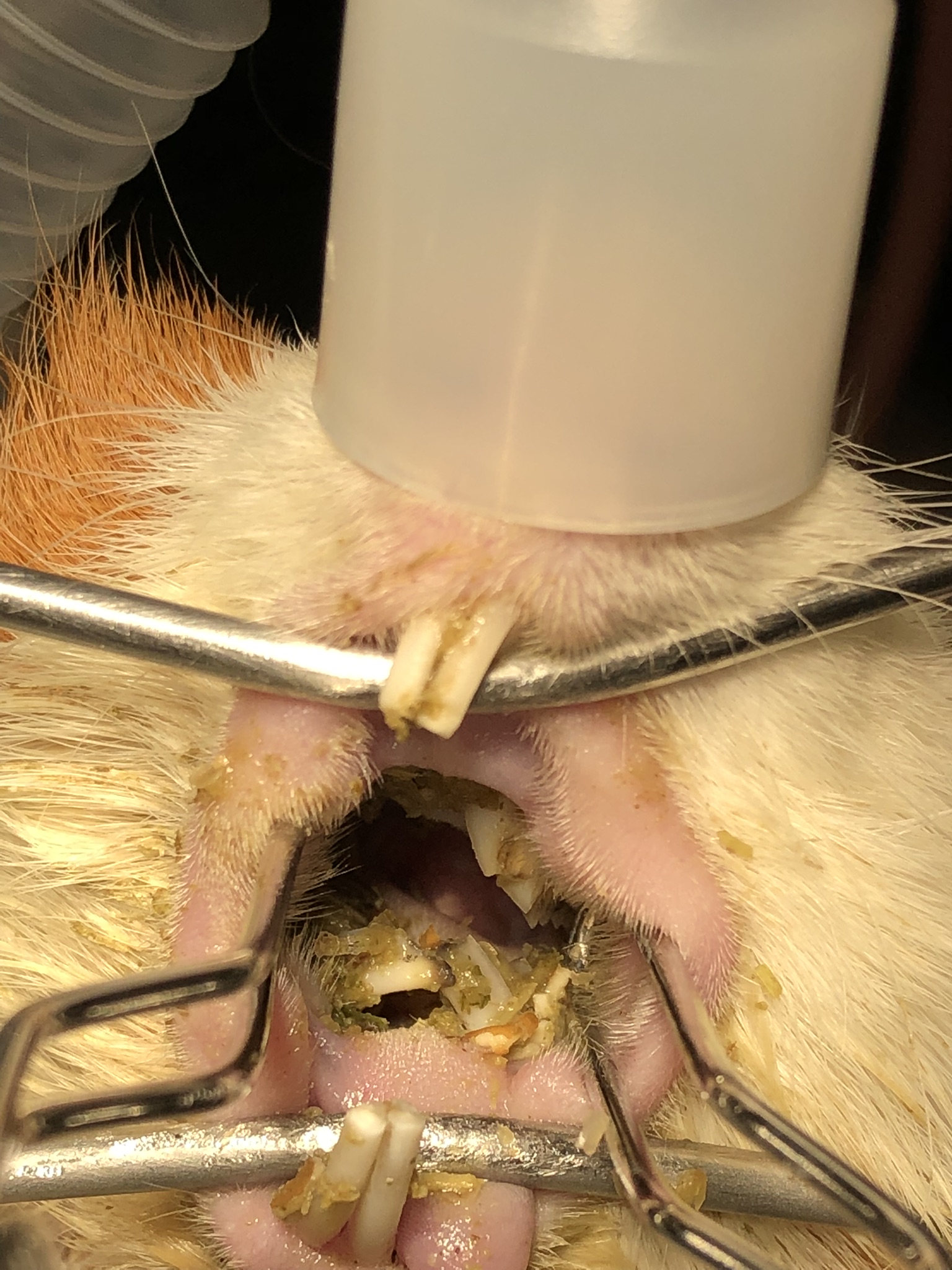 guinea pig tongue entrapment molar dental disease) and guinea pig overgrown incisors.jpeg, SEO Alt text: guinea pig with overgrown incisors caused by dental disease