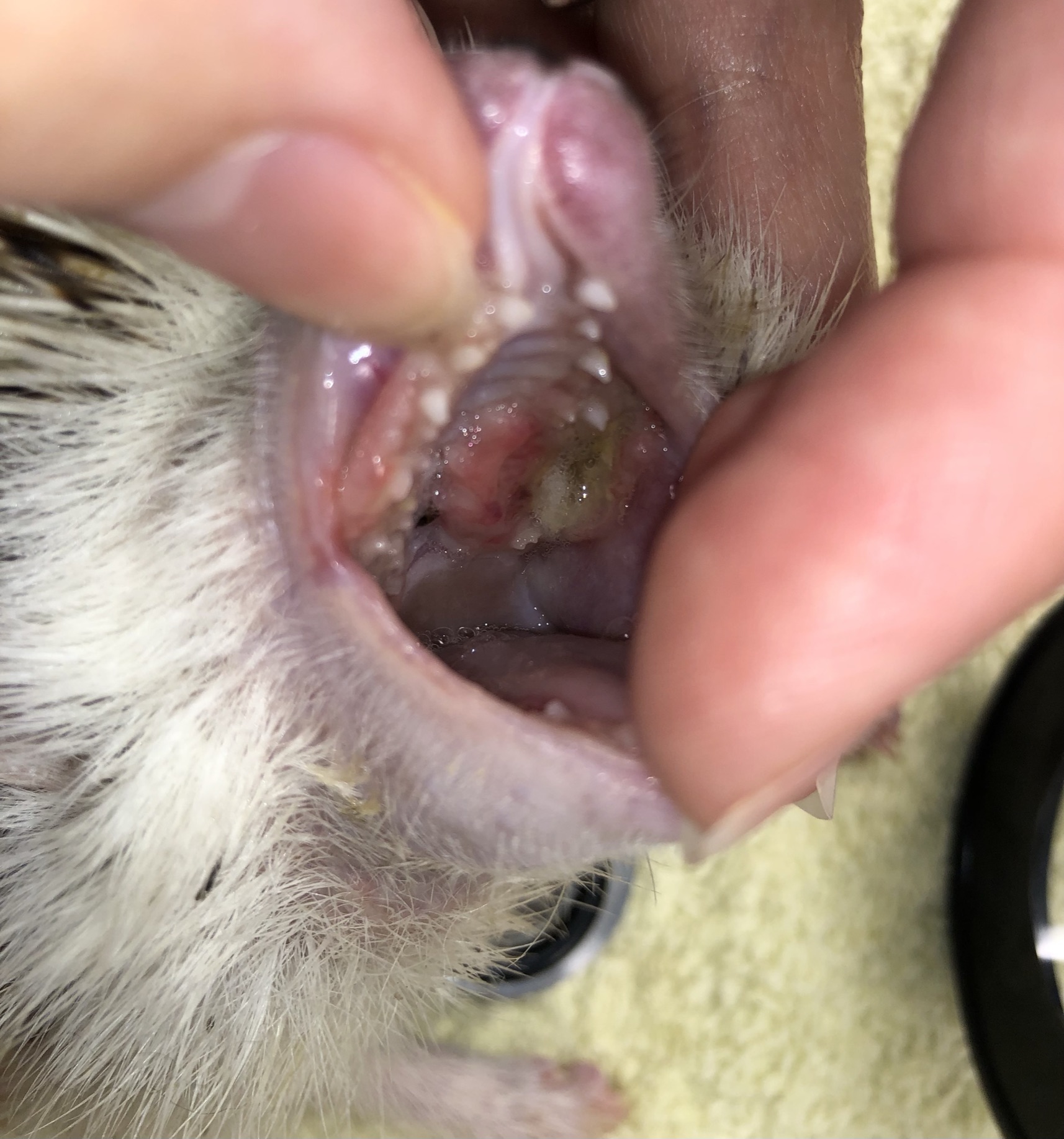 edgehog oral tumor visible inside mouth during veterinary exam