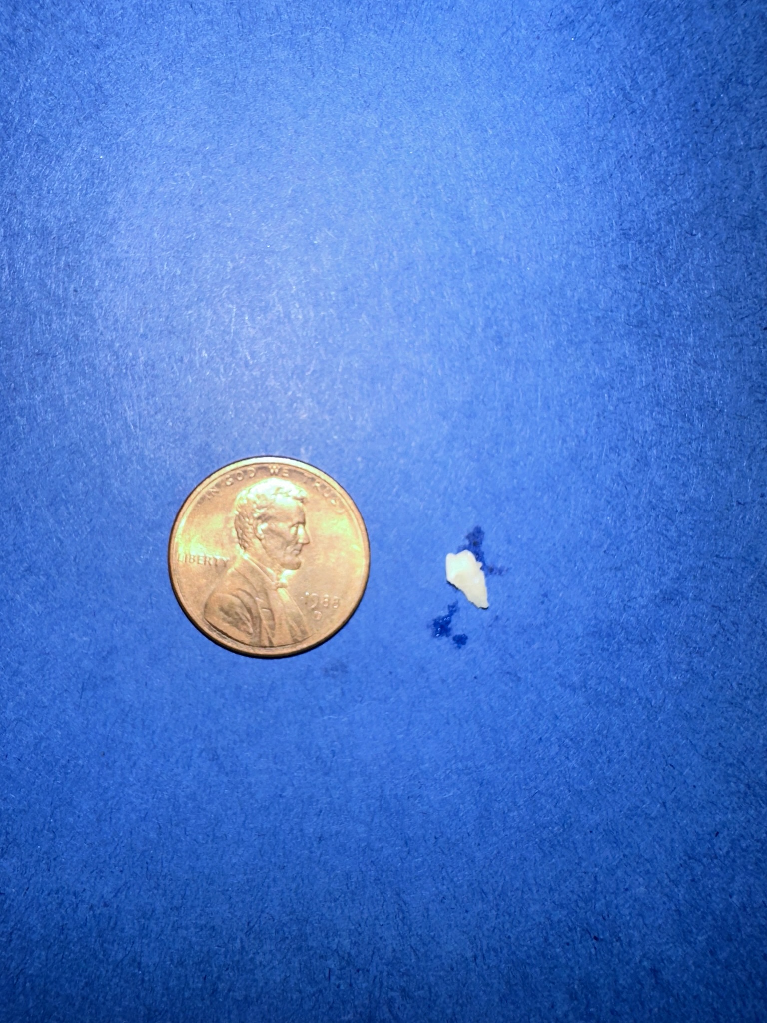 hedgehog tooth extraction veterinary dentistry exotic pet