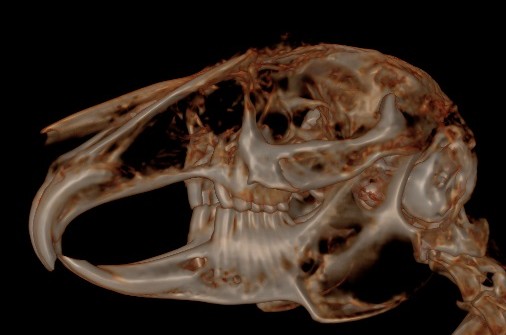 CT scan of rabbit skull showing teeth roots and jaw anatomy