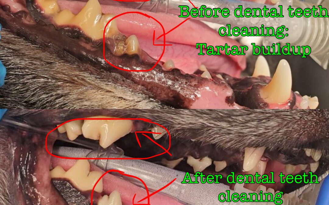 When Dog Breath Isn’t Just Dog Breath: Signs Your Dog or Cat May Need a Dental Cleaning