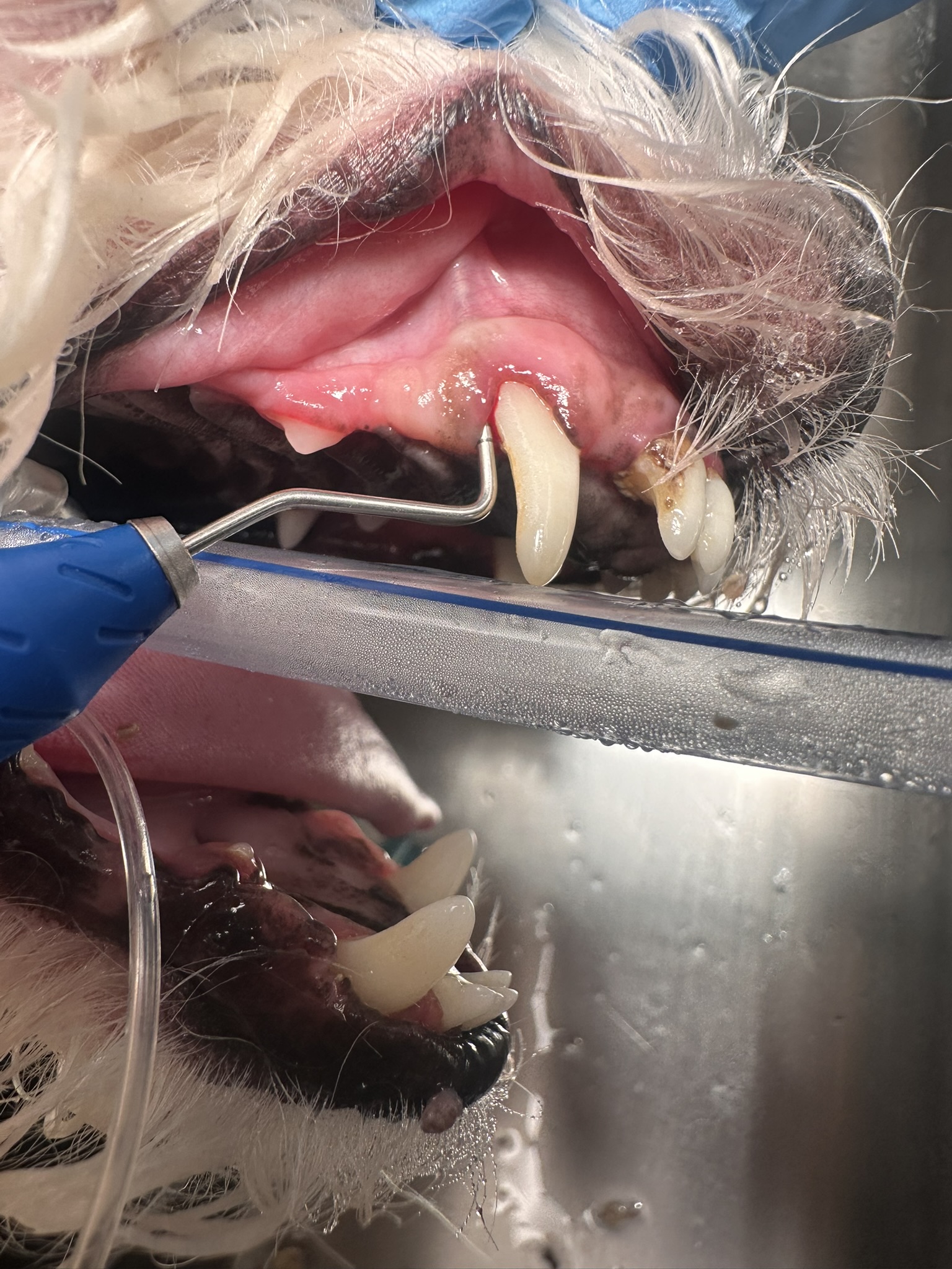 canine dental probe normal