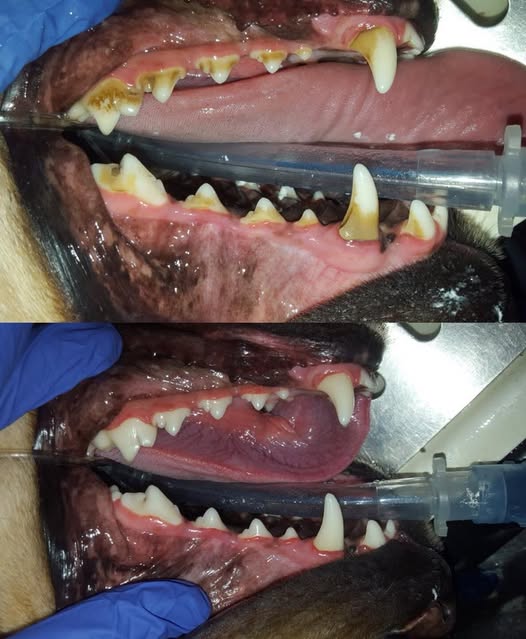 dog teeth with heavy tartar buildup before veterinary dental cleaning