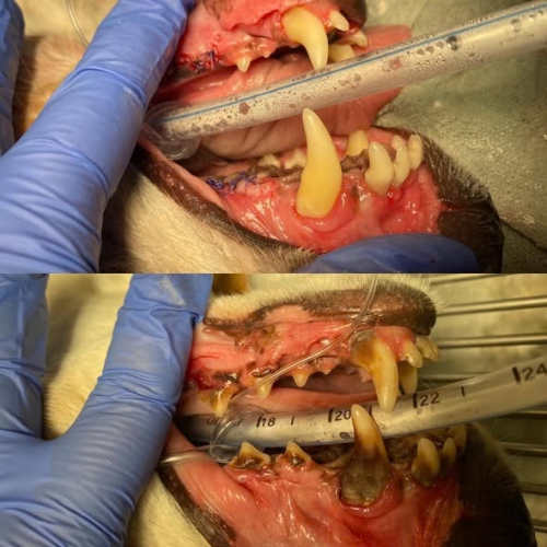 dog teeth after professional veterinary dental cleaning with tartar removed