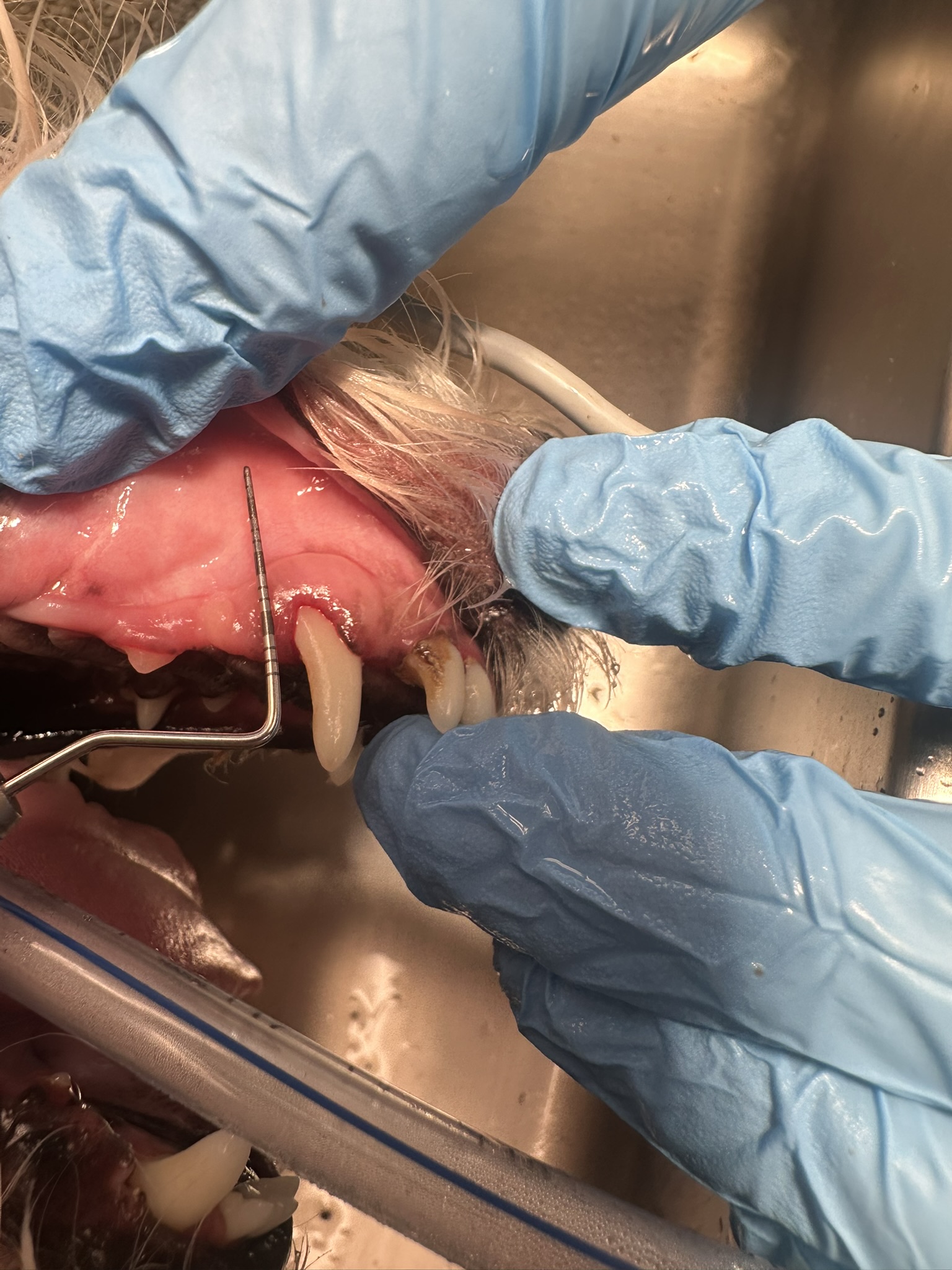 canine dental probe normal