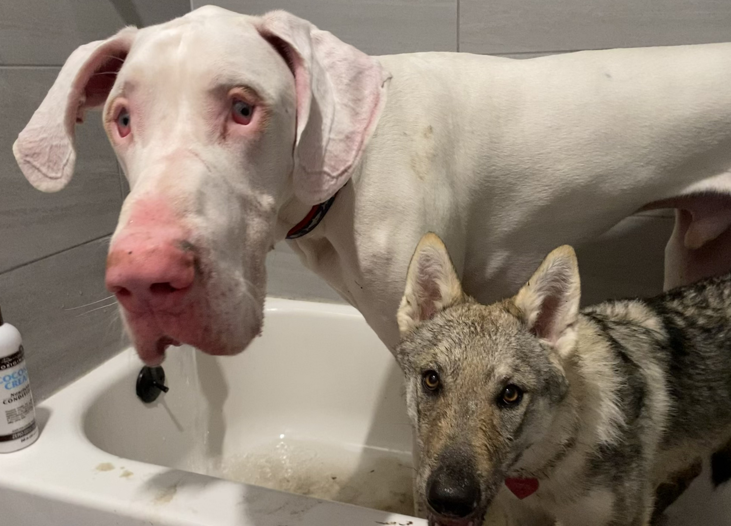 Two large dogs standing in the bath during a grooming appointment.