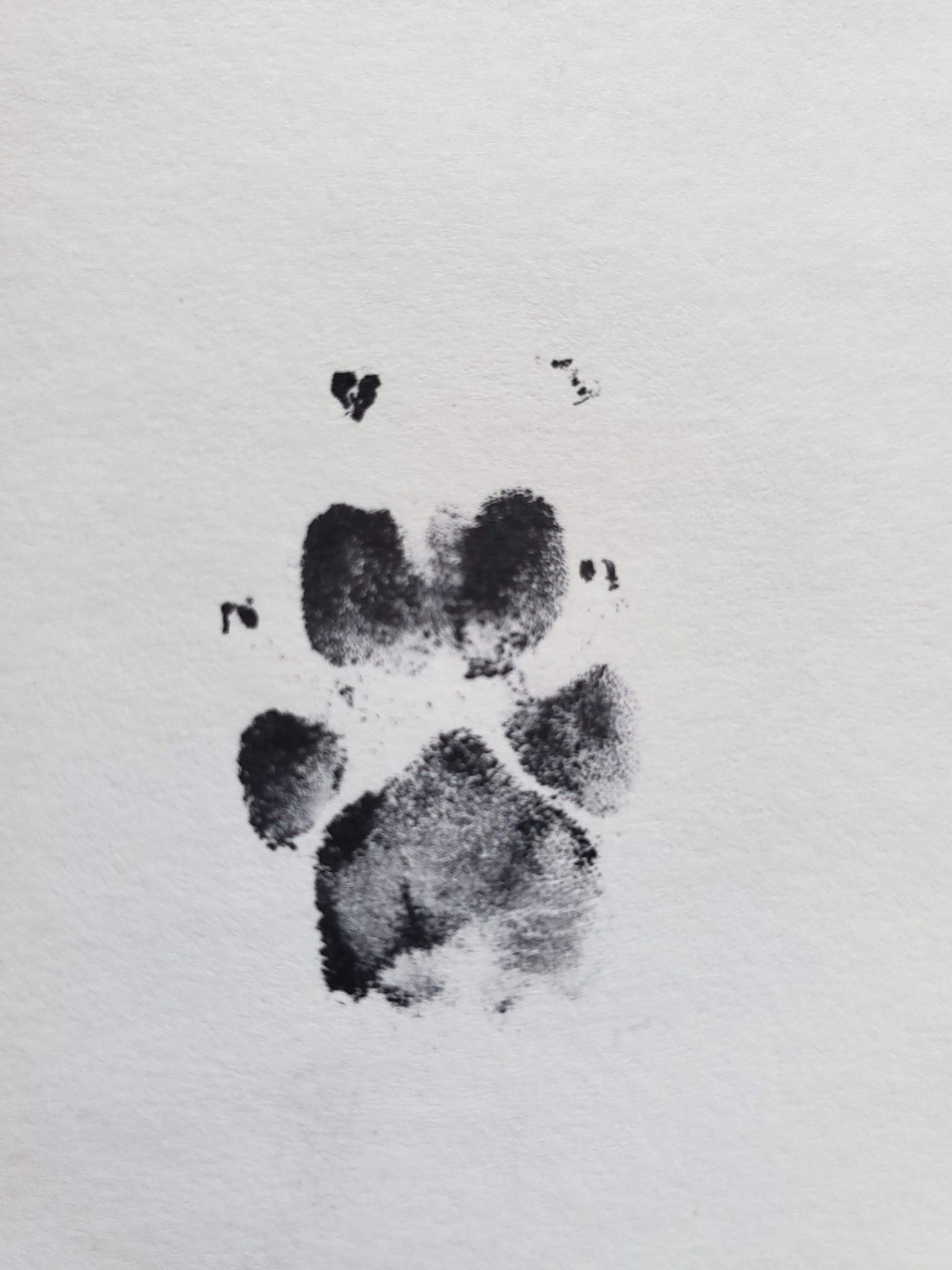 Memorial keepsakes can help families honor the bond they shared with their beloved pet.