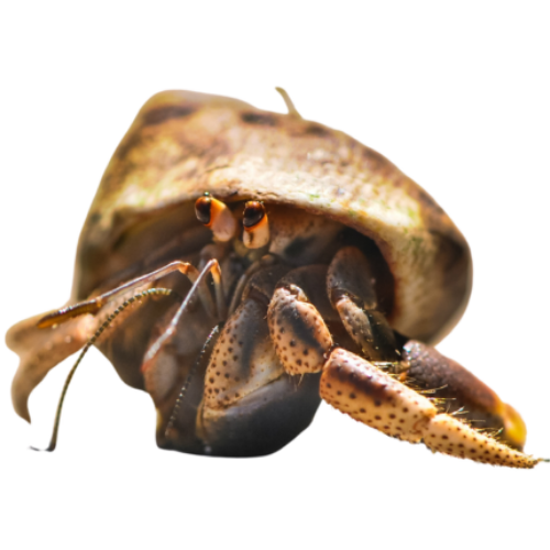 hermit crab