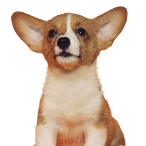 puppy