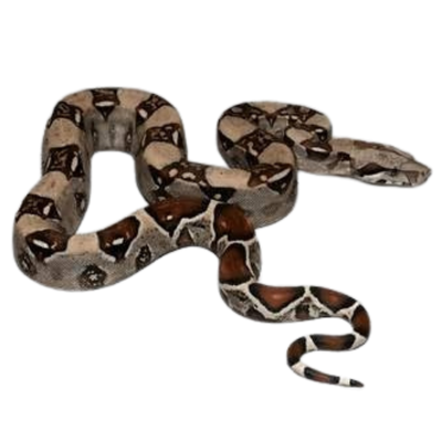 Red Tail Boa
